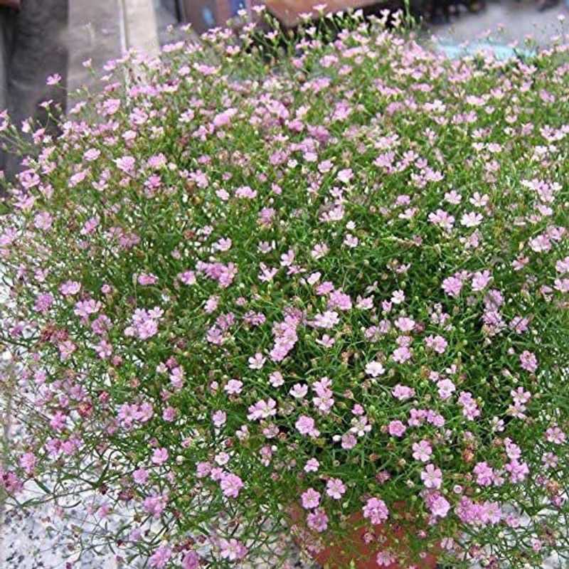 CYBEXIS Gypsophila Perennial Ornamental Flowers Gypsophila Elegans Seed  (50 per packet)