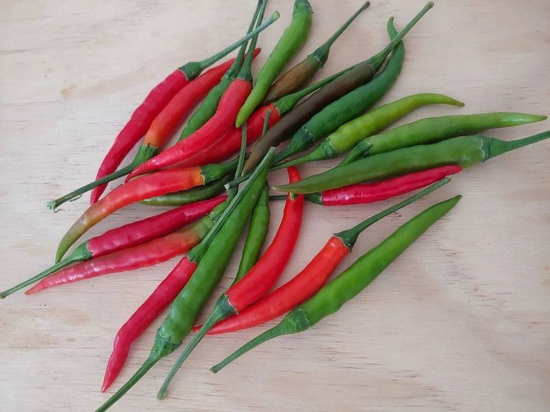 granthi Thai hot pepper seeds Thai chili Seed  (800 per packet)