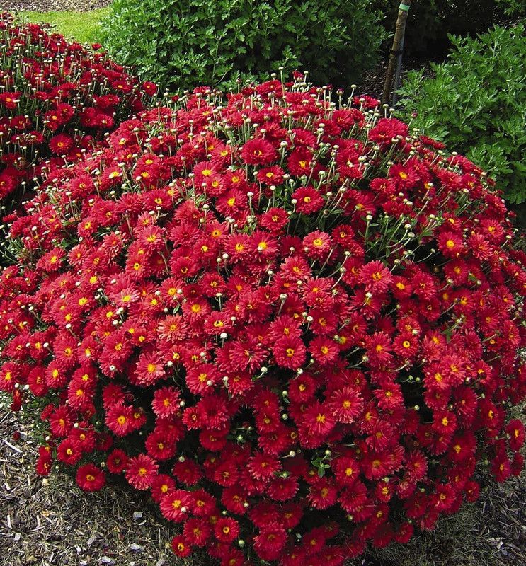 CYBEXIS Chrysanthemum(Sevanti,Shevanti) Flower Seeds Seed  (25 per packet)