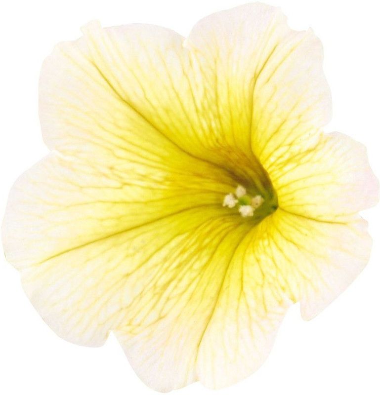 CYBEXIS Hybrid Star Petunia Flower Seeds - White and Yellow Seed  (50 per packet)