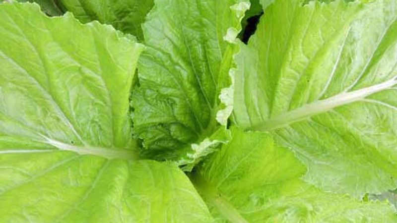 Paudha Mustard Leaves/Sarso Saag Seed  (49 per packet)