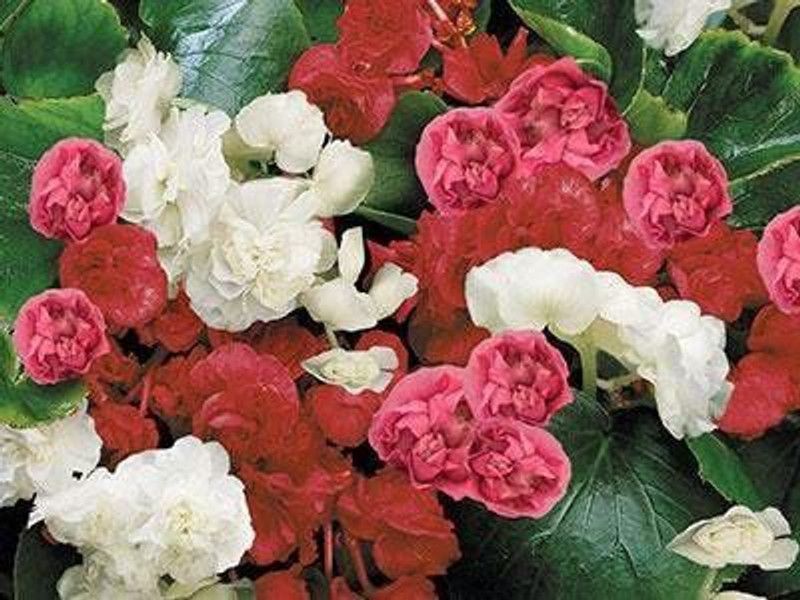 CYBEXIS Begonia - Fibrous Queen Mix Seeds Seed  (25 per packet)