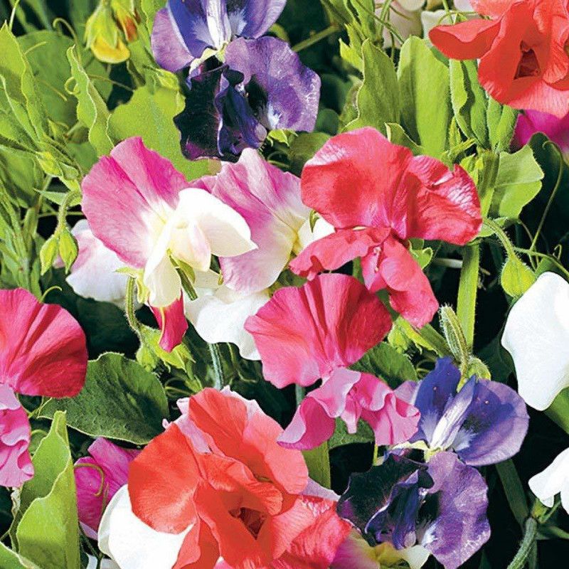 CYBEXIS Sweet Pea Little Sweetheart Mix Seed  (50 per packet)