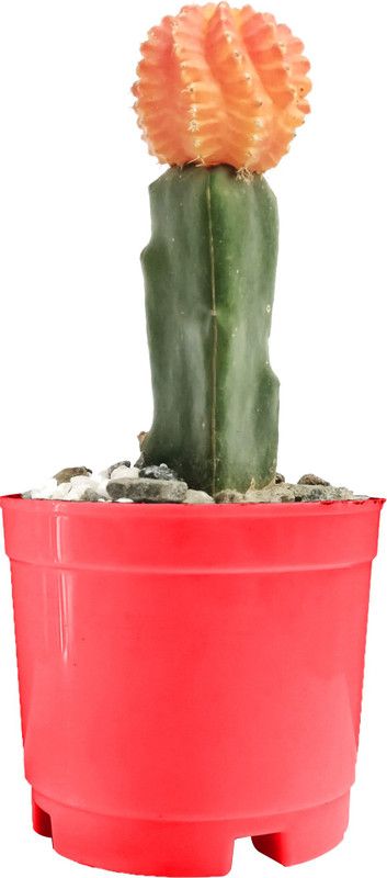 GrowKaro Cactus Opuntia Microdasys Plant  (Pack of 1)