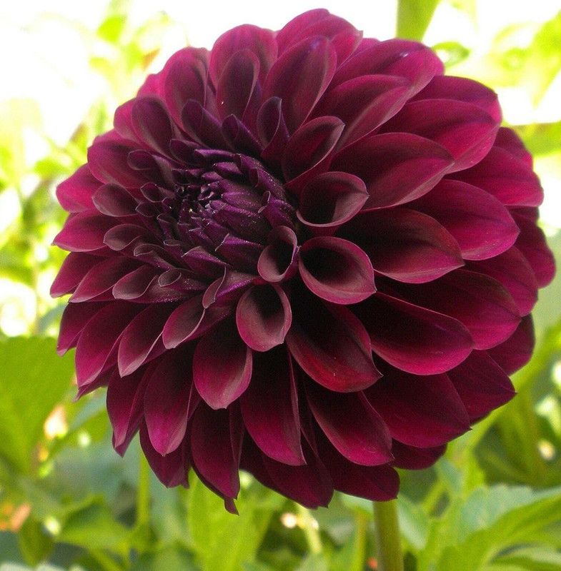 CYBEXIS Hybrid Black Dahlia UNIQUE FLOWER SEEDS Seed  (50 per packet)