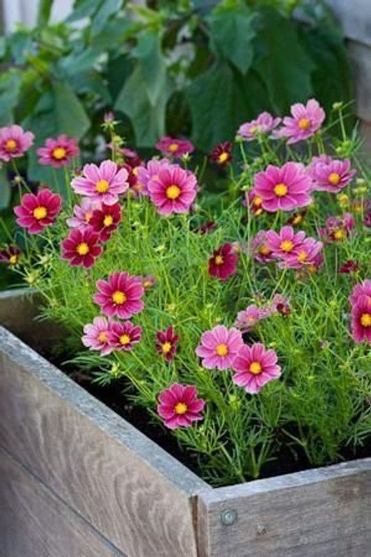 CYBEXIS Flower Seeds : Dwarf Cosmos For Hanging Exotic Seeds Seed  (1 g)