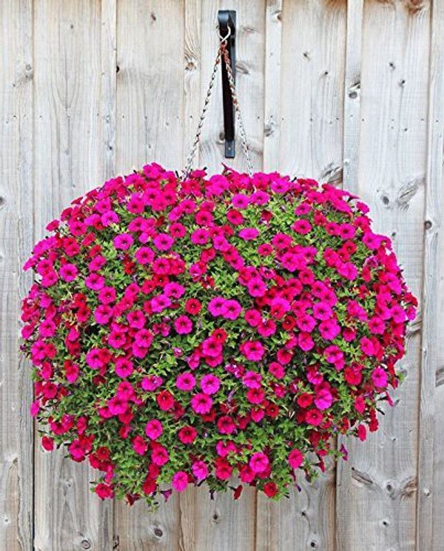 CYBEXIS Petunia-Star Mixed Seeds Seed  (1 g)
