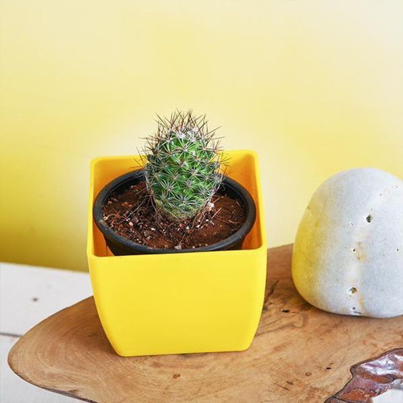 Saeedia plant hub Moon Cactus Plant  (Hybrid, Pack of 1)