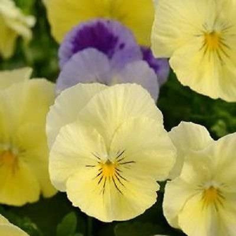 CYBEXIS Pansy Cool Wave Seeds Lemon Surprise Coolwave Pansy"New Variety" Seed  (50 per packet)