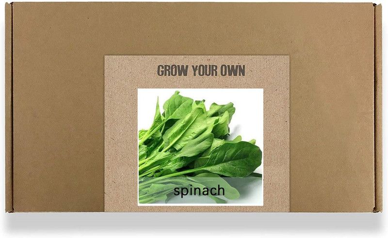 CYBEXIS Fast Germination Green Spinach Seeds-500 Seeds Seed  (500 per packet)