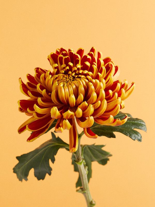 XOLDA Chrysanthemum Flower Seed  (46 per packet)