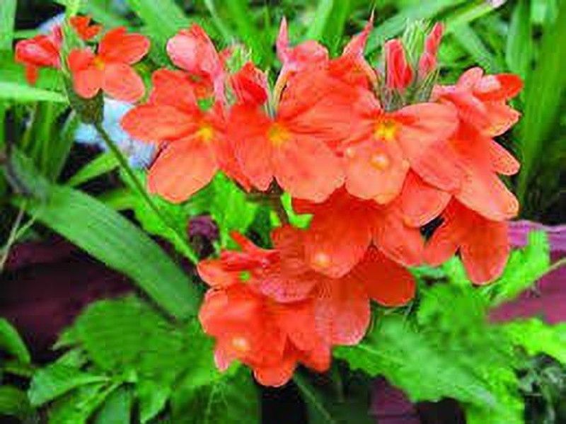 Oliver kanakambaram,firecracker,tropical flame,orange colour flower seed Seed  (70 per packet)