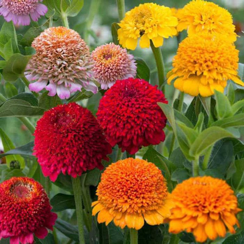 Baagavaanee Zinnia Seed  (25 per packet)