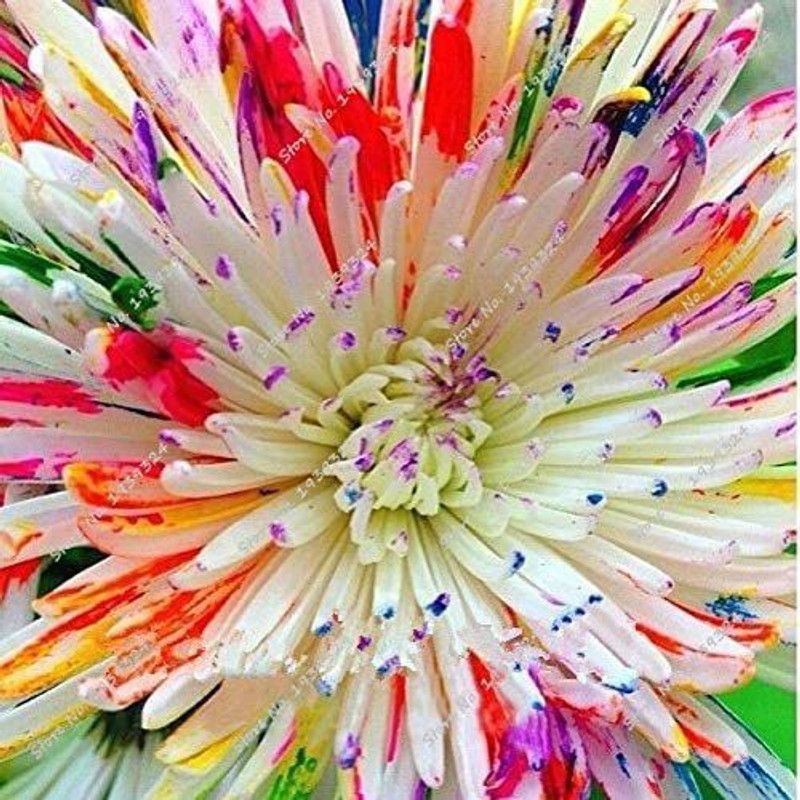 CYBEXIS Mix Rainbow Daisy Seeds,Chrysanthemum Seeds,Rare Flower Seeds Seed  (25 per packet)