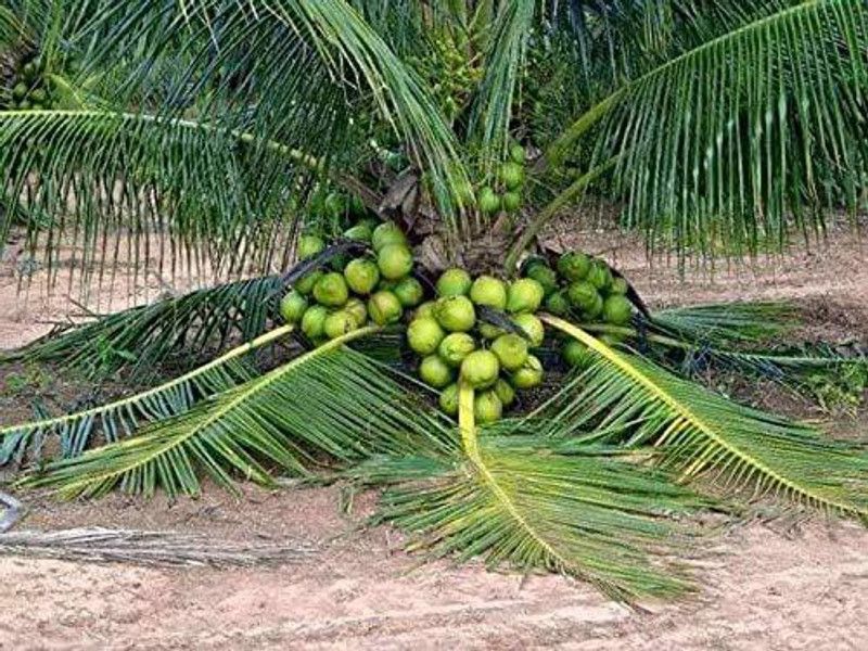 GETFLIX Betel Nut/Supari Plant  (Hybrid, Pack of 1)