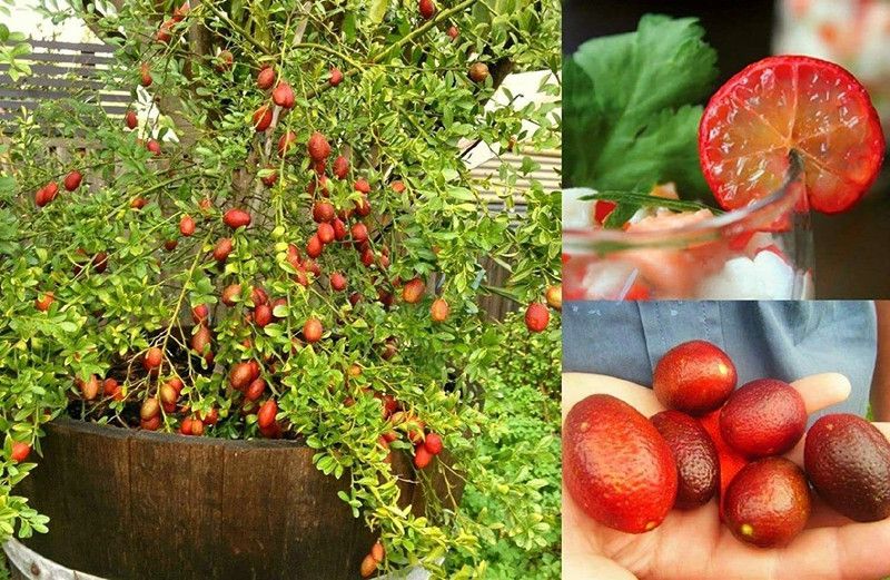 Aywal Red Lemon / Nimbu Hybrid Seed  (18 per packet)