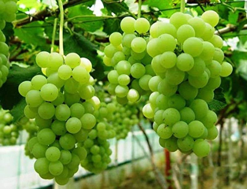 TRICONE Angoor Seed  (75 per packet)