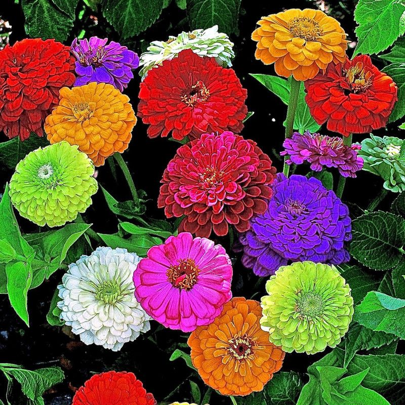 Paudha Zinnia Seed  (30 per packet)