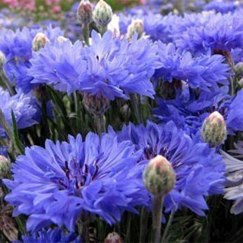 KANAYA Cornflower Hybrid Flower Seed  (45 per packet)