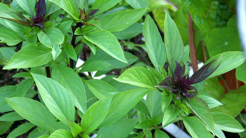 VibeX ® XLR-119 Thai Basil Tulsi Ocimum tenuiflorum Seed  (1000 per packet)