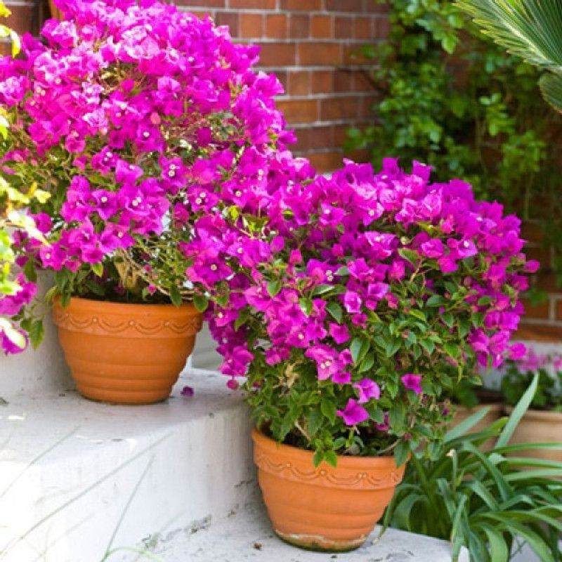 Zomoloco Bougainvillea Plant  (Hybrid, Pack of 1)