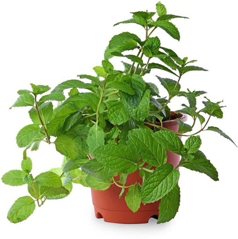 EVY Mint Plant  (Hybrid, Pack of 1)