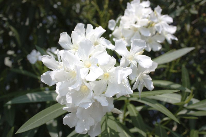The Entacloo Oleander Plant  (Hybrid, Pack of 1)