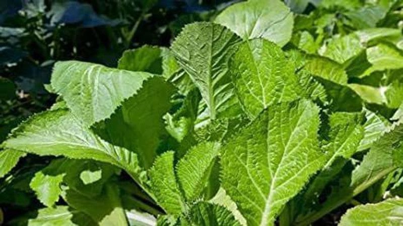 XOLDA Musted Leaves Vegetable Seed  (40 per packet)