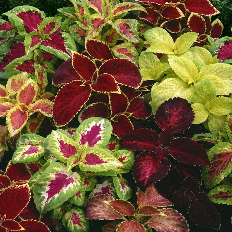 Mozette Coleous Rainbow Mix Seed  (20 per packet)