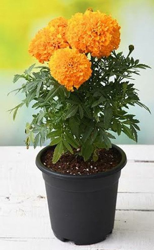 lushgarden Marigold Plant  (Pack of 1)