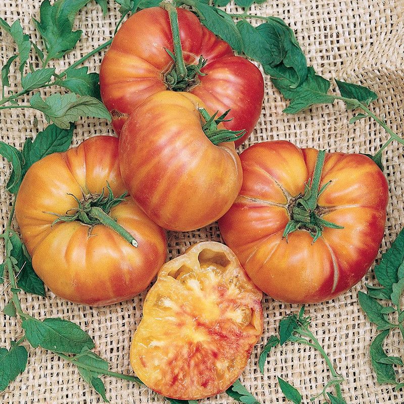 VibeX ® VXI-922 Big Rainbow Tomato Seeds Seed  (200 per packet)