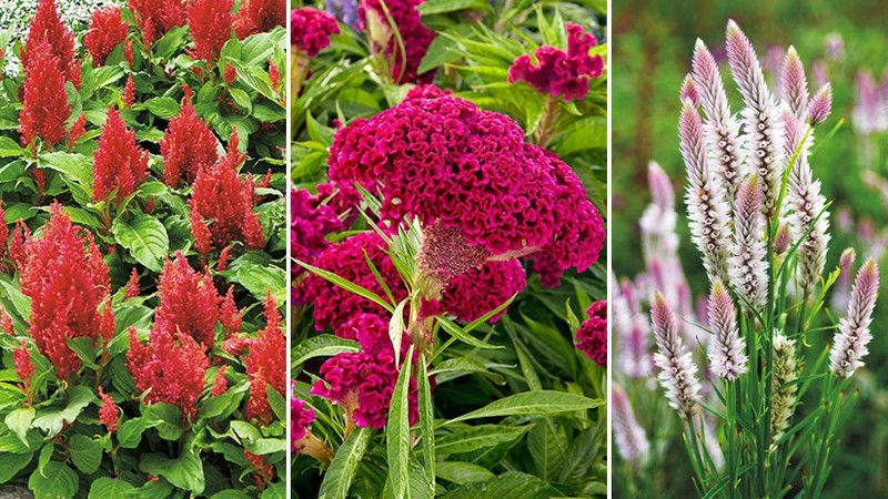 XOLDA Celosia Seed  (25 per packet)