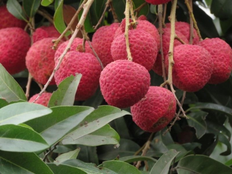 EliteGreen Litchi Plant  (Hybrid, Pack of 1)