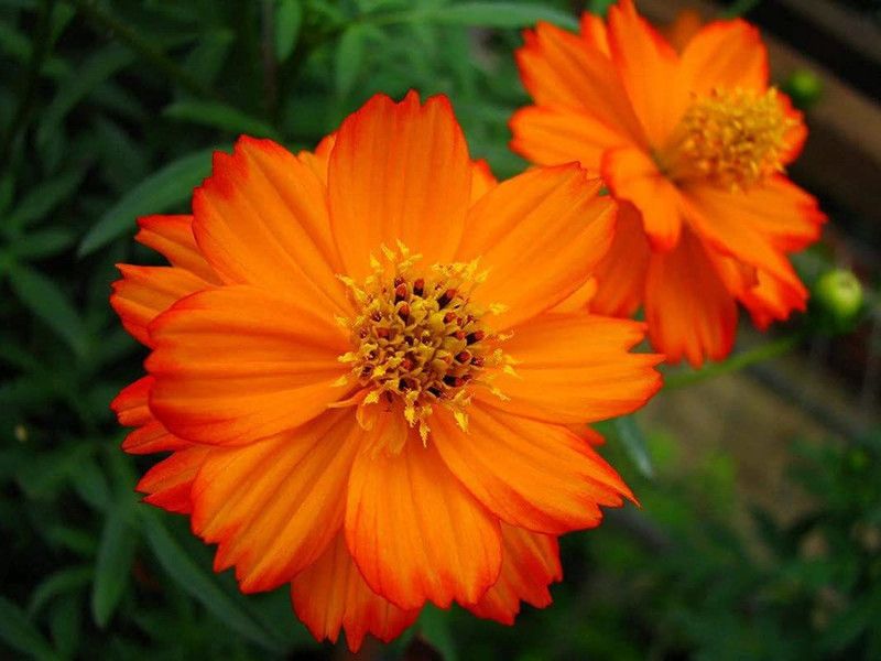 KANAYA Cosmos Seed  (114 per packet)