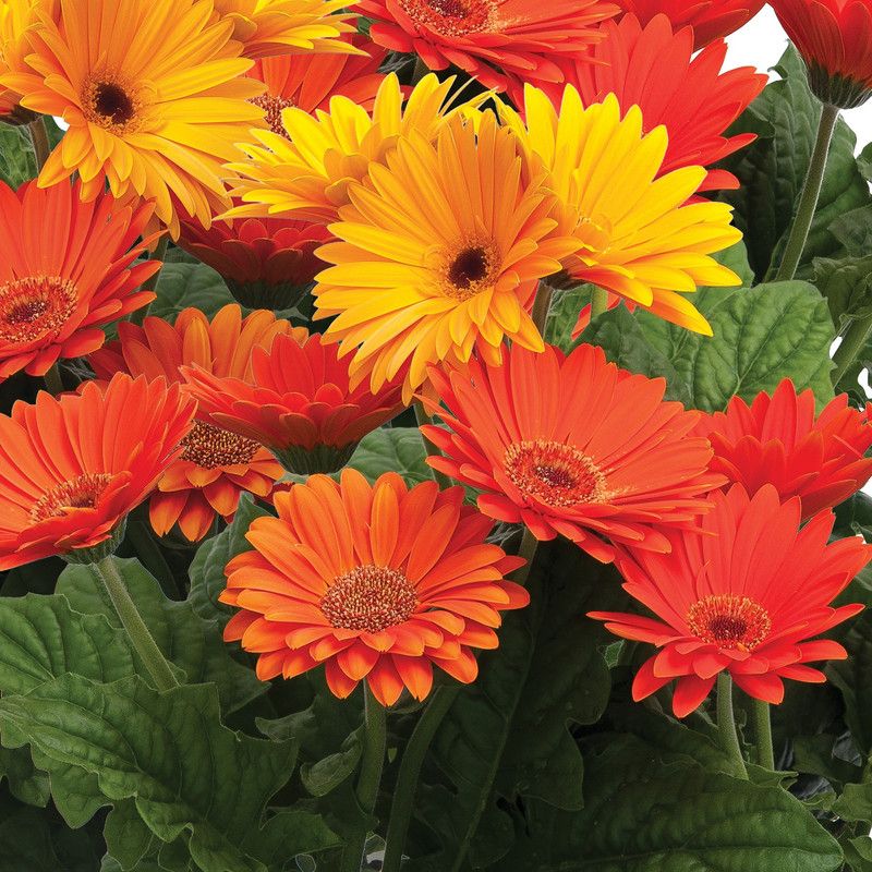 Paudha Gerbera Mixed Seed  (30 per packet)