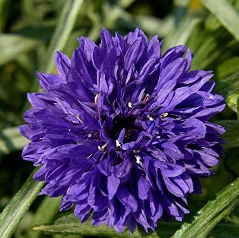 CYBEXIS KGF -37 - Blossoming Chrysanthemum - (270 Seeds) Seed  (270 per packet)