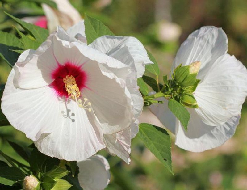 The Entacloo Hibiscus Plant  (Hybrid, Pack of 1)