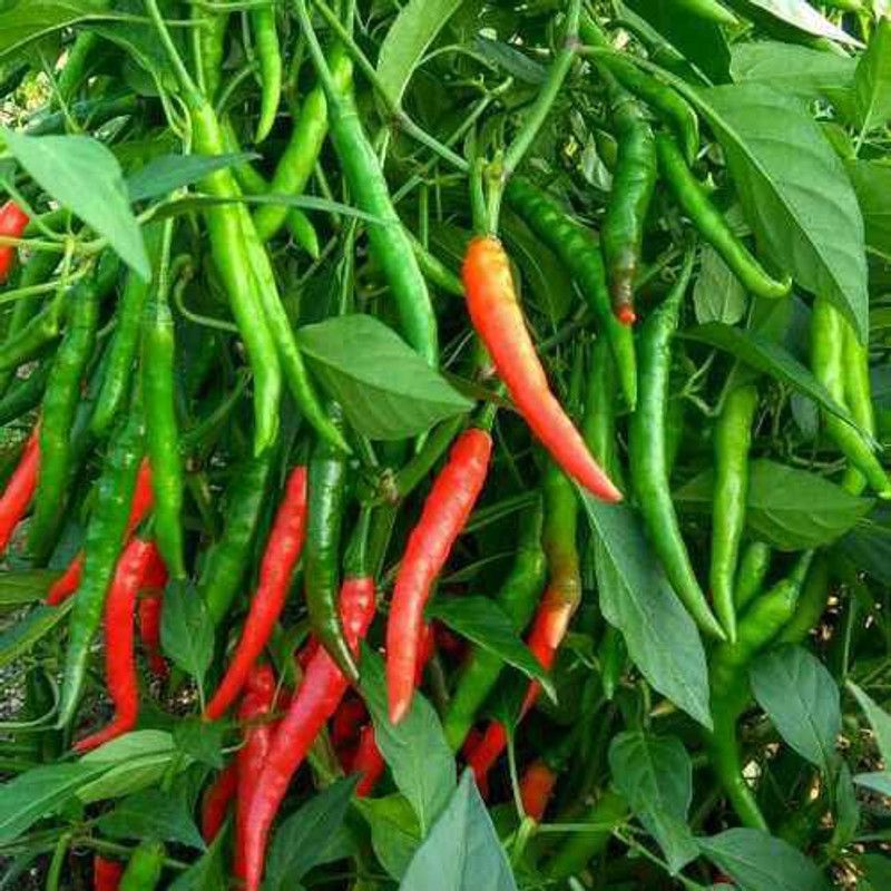 BIOBLOOMS Gardening Green/RED Chilli Long Seeds Pack Bio_47 Seed  (1 per packet)