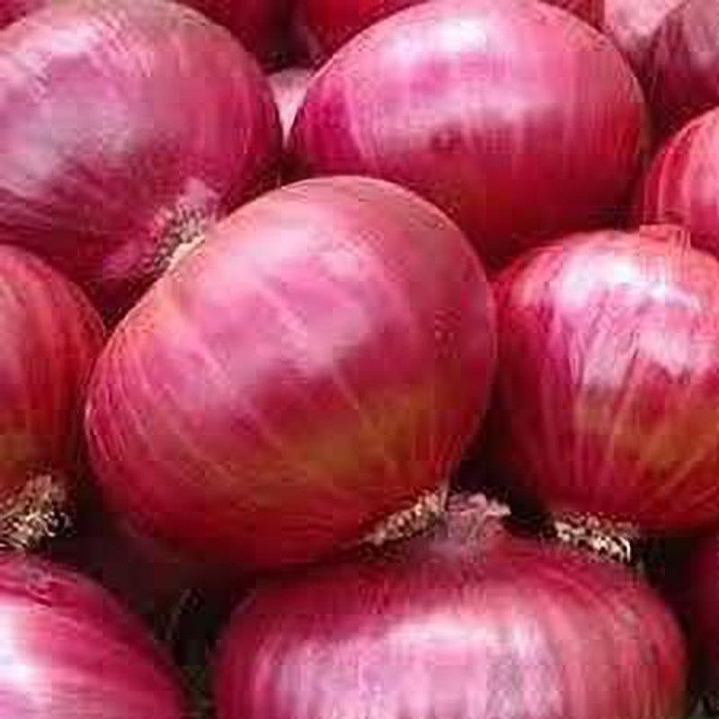 XOLDA Hybrid Onian Seed  (64 per packet)