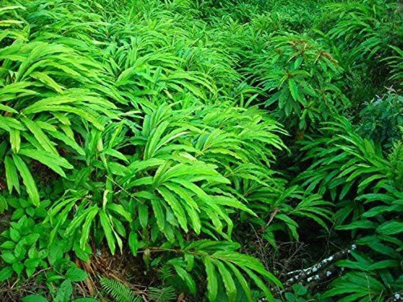 VibeX ATS-84 - Malabar Cardamom Plant - (180 Seeds) Seed  (180 per packet)