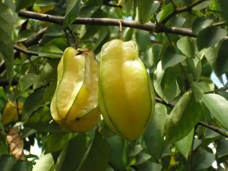 Augadh Star Fruit Carambola Grafted Plant  (Hybrid, Pack of 1)
