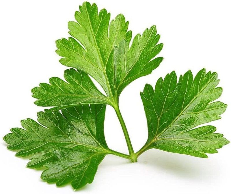 VibeX PUAS-94 - Calypso' Cilantro - (750 Seeds) Seed  (750 per packet)