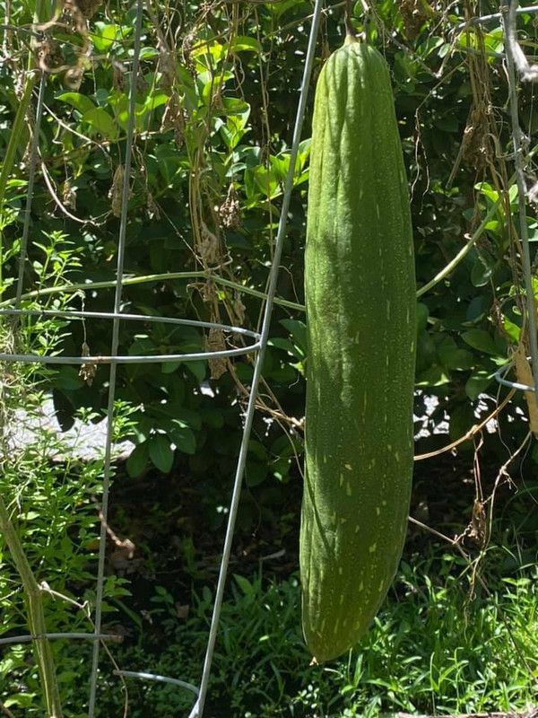 UGRA LONG LOOFAH Sponge Gourd SEEDS Seed  (60 per packet)