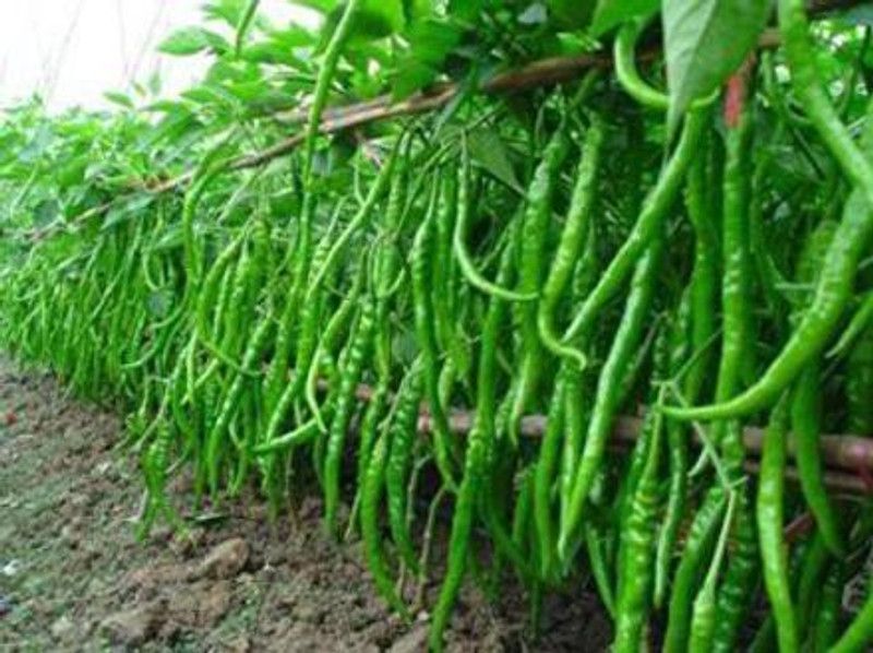 KANAYA Chilli Seed  (90 per packet)