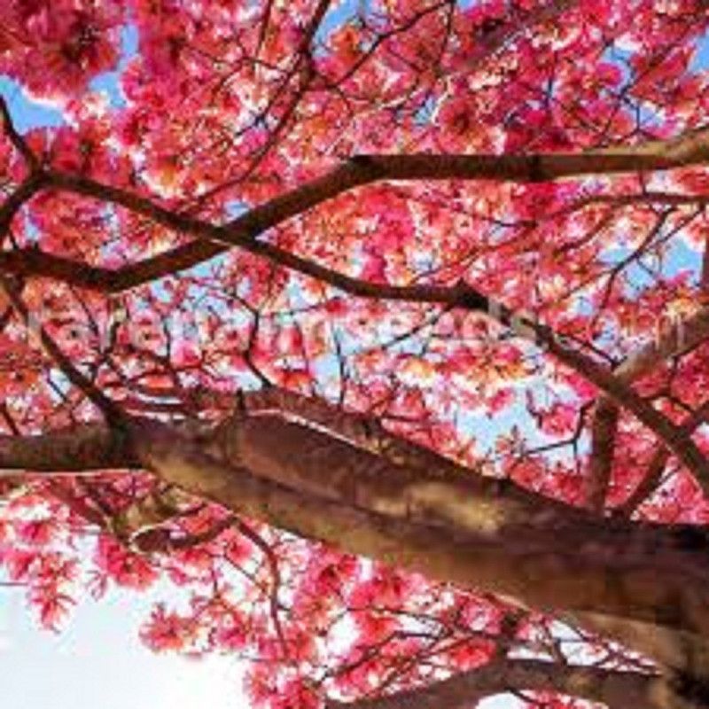 Sjeme TEBEBUIA TREE Seed  (20 per packet)
