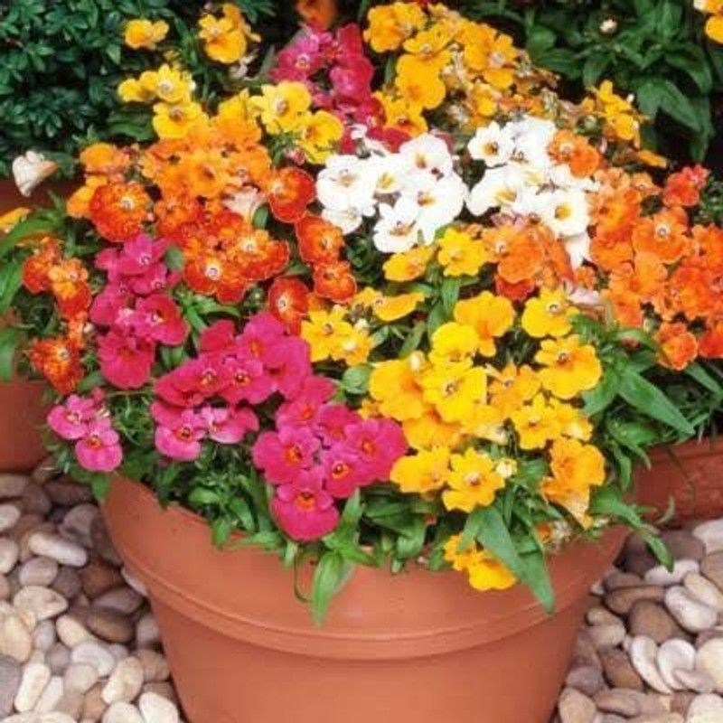 KANAYA Morning Glory Flower Seed  (15 per packet)