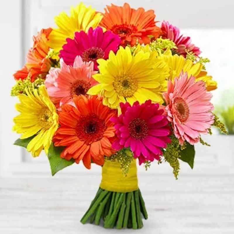 Nodoc Exotic gerbera Seed  (28 per packet)