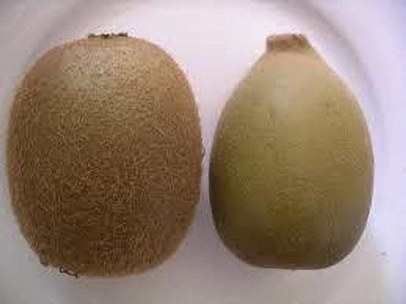 Oliver F1 QUALITY HYBRID KIWI FRUIT SEEDS Seed  (183 per packet)