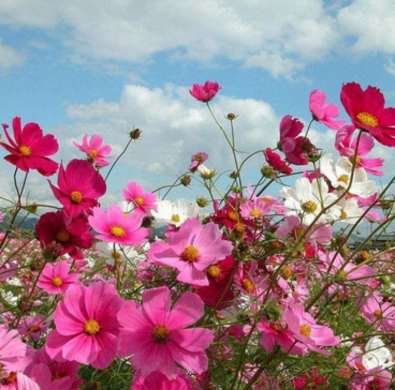 CYBEXIS Cosmos Bipinnatus Fizzy Pink Seeds Seed  (1 g)