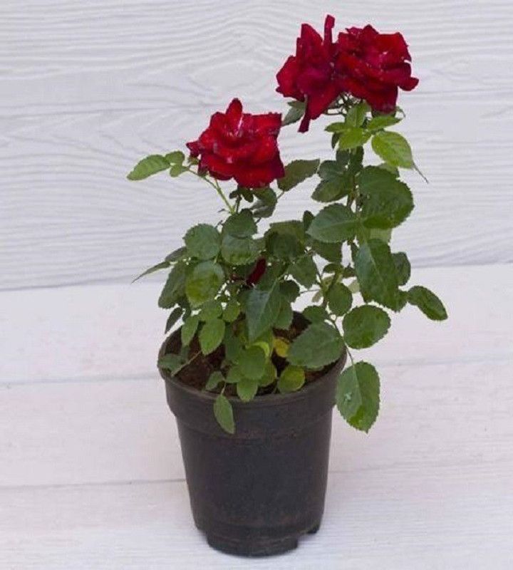 PLANTSGEEK Rose Plant  (Pack of 1)